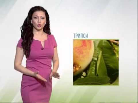 Zelena prognoza 26.3.2015. - Neke štetočine u voćnim zasadima