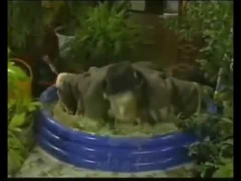 Bodger & Badger (Music Video)