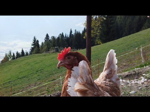 Tierwohlpreis 2019: Familie Lugger-Regionssieger Ost