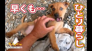 【猟犬】早くもひとり暮らし始まります！ #猟犬 #猪猟 #犬 #犬動画 #狩猟