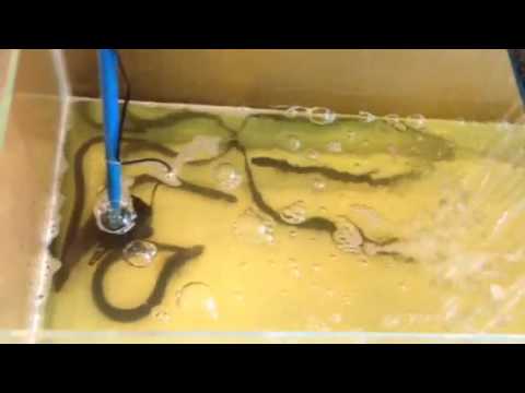 korean restaurant cebu with briggs