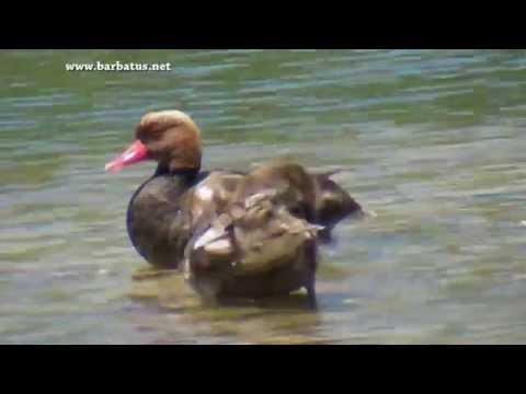 Pato Colorado ( Netta rufina ) Red-crested Pochard