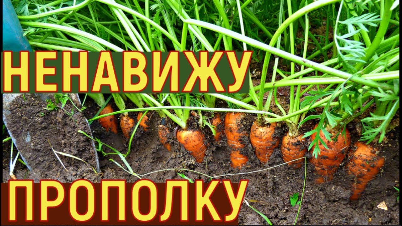 Огород натальи сморчковой из подмосковья. В огороде про сморчкова. В огороде про сморчкова. В огороде про сморчкова. В огороде про сморчкова.