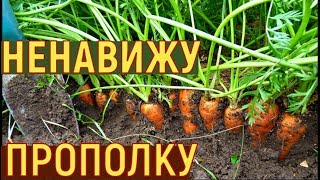 Как сажать морковь в огороде весной, урок - Видео онлайн