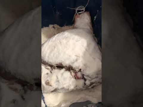 How to make prosciutto at home