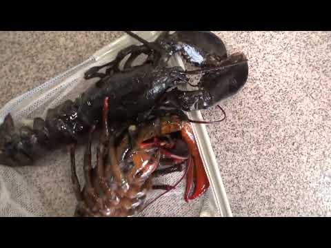 園芸 ロブスターの爪、カカビーク