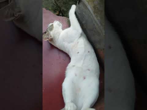 neha kakkar permission video #youtube hunt #viral video