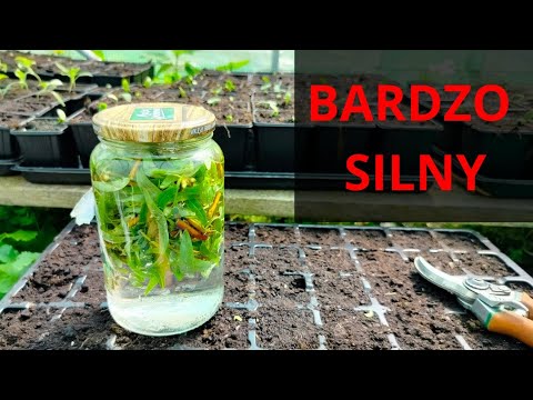 A very powerful homemade rooting agent. FREE. How to make your own rooting agent?