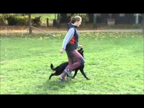 Gucci z Jukasu - obedience - 11/2015