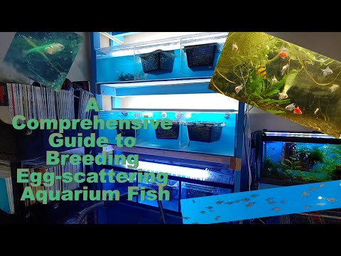 A Comprehensive Guide to Breeding Egg Scattering Aquarium Fish