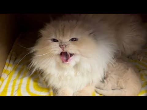 Trying to Introduce Bella to My Other Cats – Her Surprising Reaction!