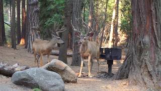 Yosemite August 2017
