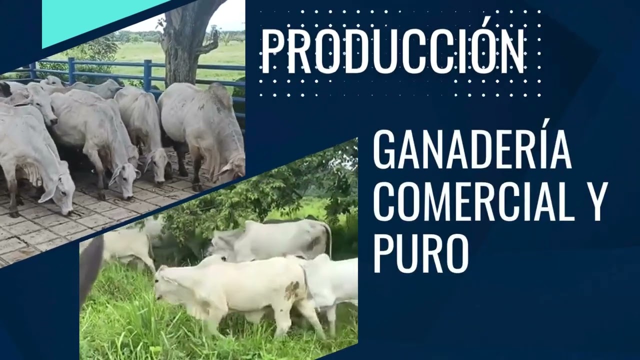 Vista previa del video del CIC Casanare