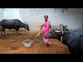 Buffalo Video Today Iam Cleaning All My Buffalo S And Milking Shobhamma