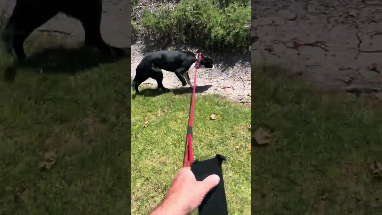 Enlarge Patches - bonded with Sophia, a ADOPTABLE mixed breed in Los Angeles, CA video 6/6
