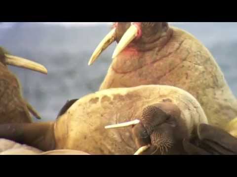 Svalbard Walrus Haulout