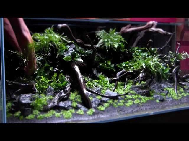 Teil 1: Diskus Aquascape 