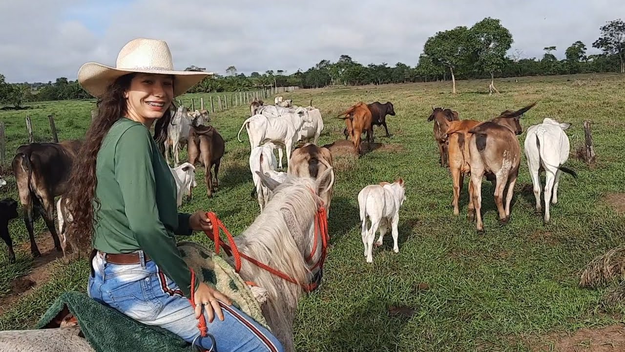TIVEMOS QUE LEVAR A VACADA PARA O CURRAL DE EMERGÊNCIA