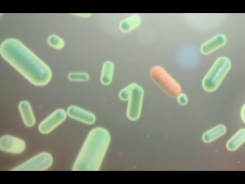 miben különböznek a férgek a helmintáktól pinworm tojás bugyiban