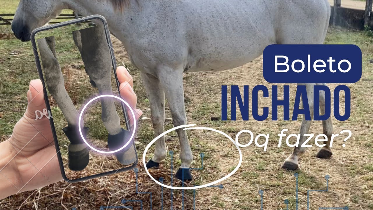 Watch Now DICA DE VETERINÁRIO - CAVALO COM OS BOLETOS INCHADOS O QUE FAZER E COMO TRATAR DICA DE VETERINÁRIO - CAVALO COM OS BOLETOS INCHADOS O QUE FAZER E COMO TRATAR