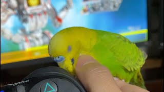 APEXの前の最高の癒し（エイペックス実況ではなくセキセイインコ）