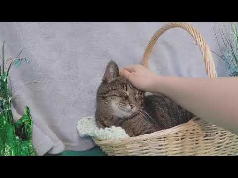 Carletta at KCHS-CATS ADOPTED!