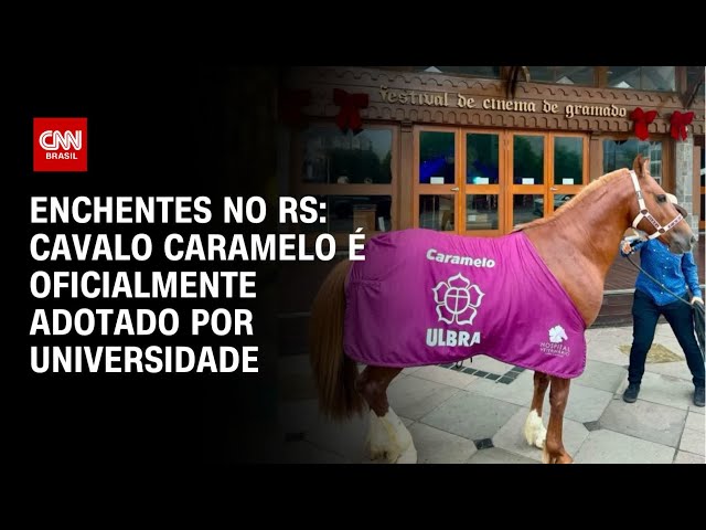 Enchentes no RS: Cavalo Caramelo é oficialmente adotado por universidade | CNN 360°