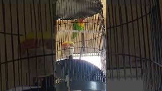 Download lagu masteran lovebird speed lambat cocok buat ocehan mp3 Download lagu masteran lovebird speed lambat cocok buat ocehan mp3