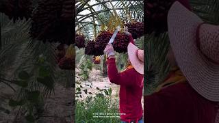 Harvesting delicious dates from palm trees