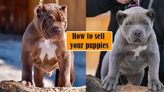 How to Sell Your Puppies | Marketing 101 - Part 1 #dogbreeding