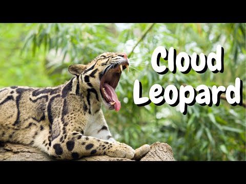 アクリス・クレピタンス