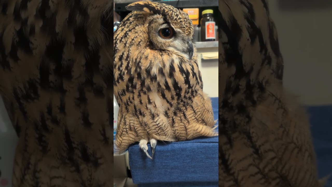 片足出して寝るフクロウ(〇v〇)