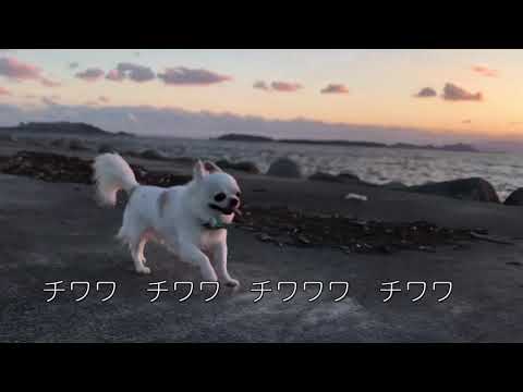 『の歌』chihuahua song ヴォーカル：塚本江里子 作詞作曲：薮田翔一 のサムネイル