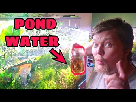 Can You Just Add Local Pond Water to Your Aquarium? Risks vs Benefits. Speed Cycle Your Fish Tank?