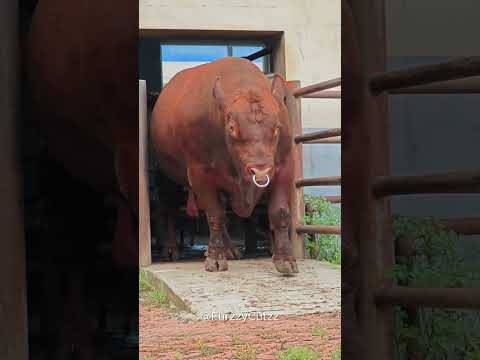 Baby Animals That Grew Into GIANTS!🐶