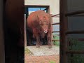 Baby Animals That Grew Into GIANTS