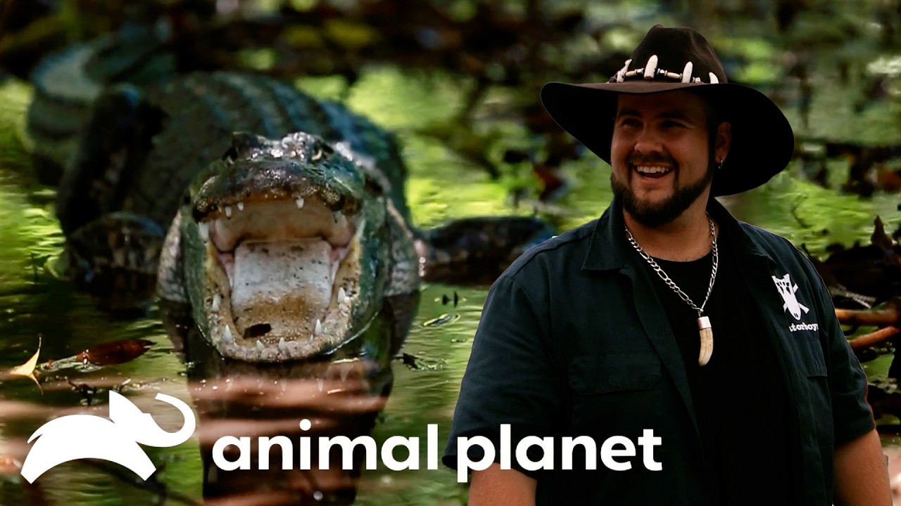 This Gator is After the Goats! | Gator Boys | Animal Planet