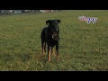 Beauceron - Berger de Beauce (Beauceron): Informationen zur Rasse