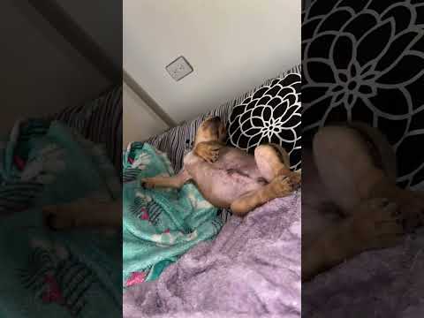 SEGUIMIENTO ❤️⛑️ Abandonado en Arboletes Antioquia ⛑️❤️ Entregada en Adopción en Medellín 🙏🏽