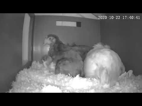 Livestream Kükenkino - brütende Hennen mit Küken - Naturbrut