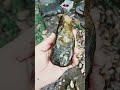 turtle head hand tool with ghost face? need to let moss die and clean better #rockart #stonetool