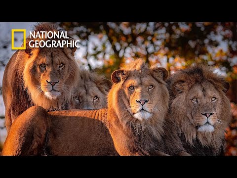 Africa's Hunters - Lion Pride Documentary | National Geographic Documentary 2023