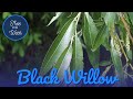 Tree of the Week: Black Willow