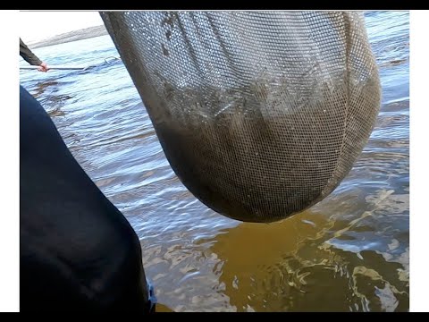 Whitebait - A big run