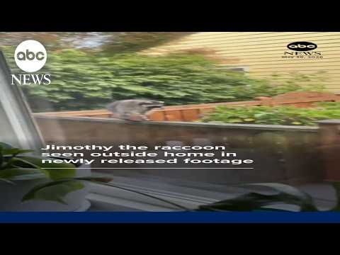 Jimothy the raccoon seen outside home in newly released footage