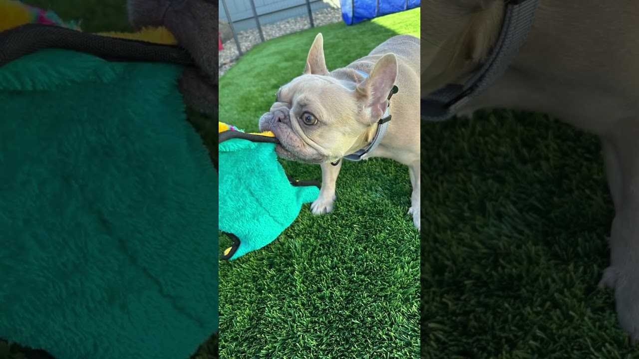 Enlarge Winnie, a Adoptable French Bulldog in Citrus Heights, CA video 6/6