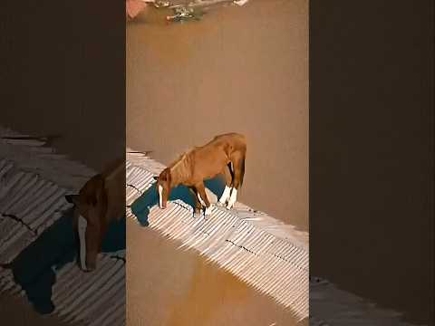 Lembra do Cavalo em Cima do Telhado? Veja Como o Caramelo Está 1 Ano Depois! 😭 #curiosidades