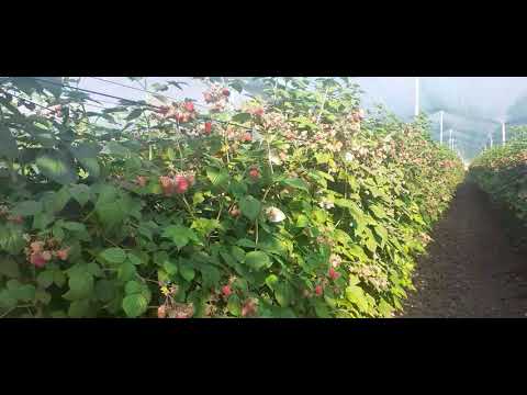 Zmeură și mure Drăgășani - am tras acoperișul la toată plantația! 30 iunie 2021