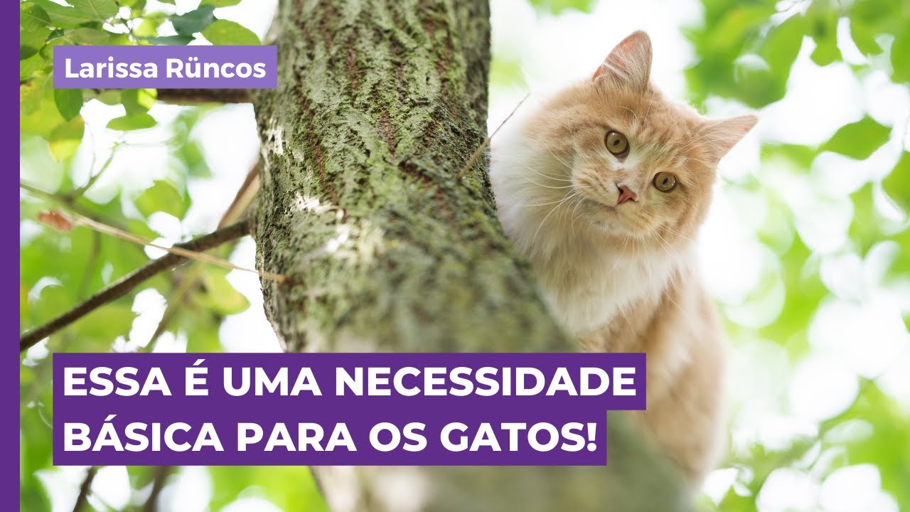 ENRIQUECIMENTO VERTICAL É UMA NECESSIDADE BÁSICA PARA OS GATOS!