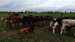 preview picture of video 'Visit to a cow farm in Victoria, Australia'